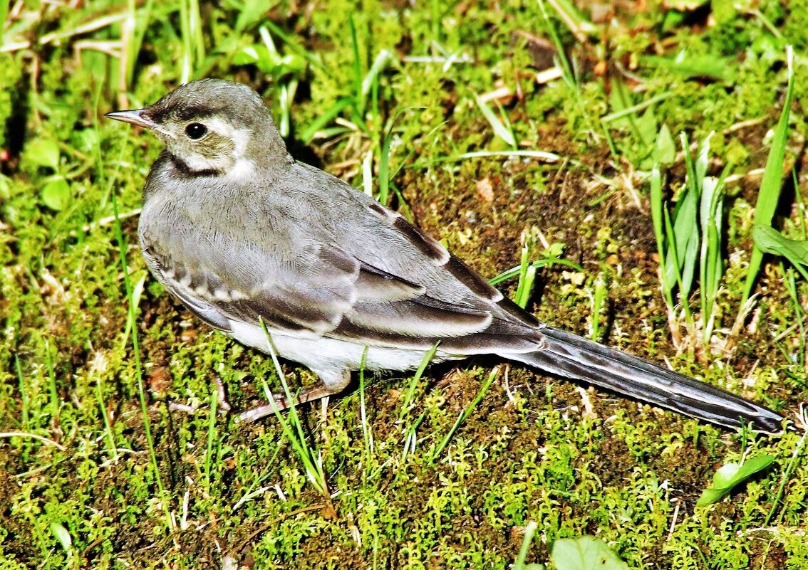 Трясогузка белая - Aida10 