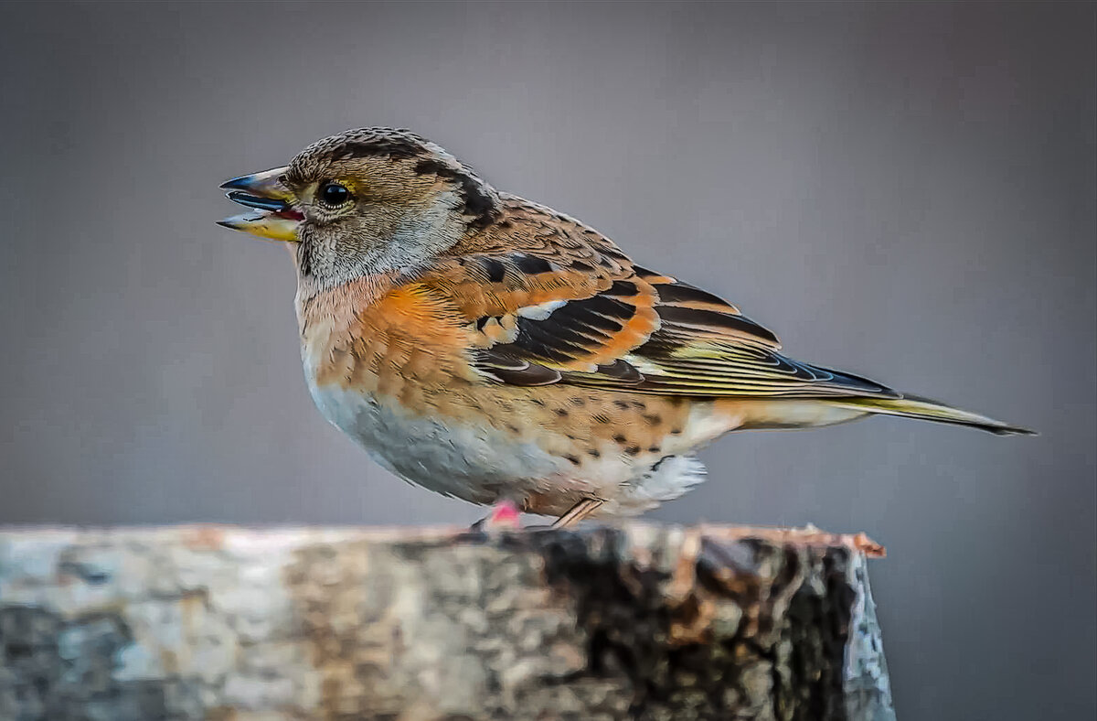 Вьюрок - Aleksey Afonin