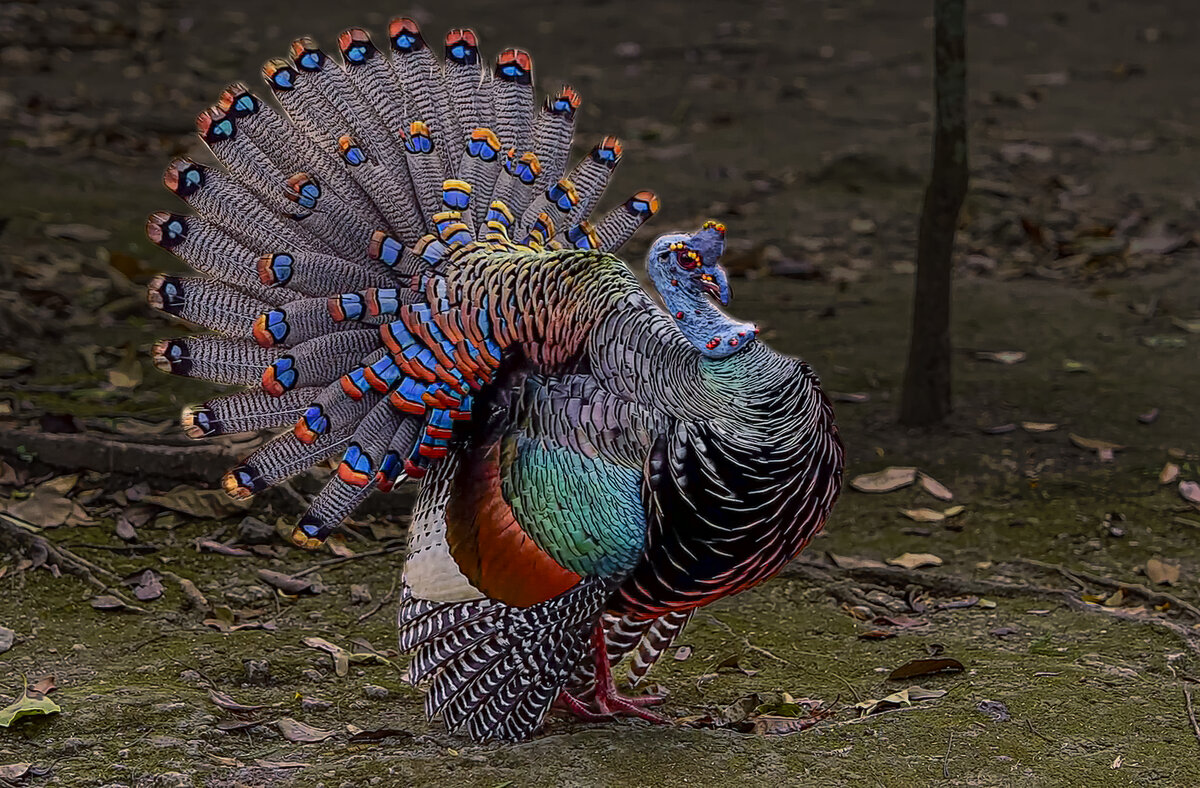 Глазчатая индейка - Aleksey Afonin