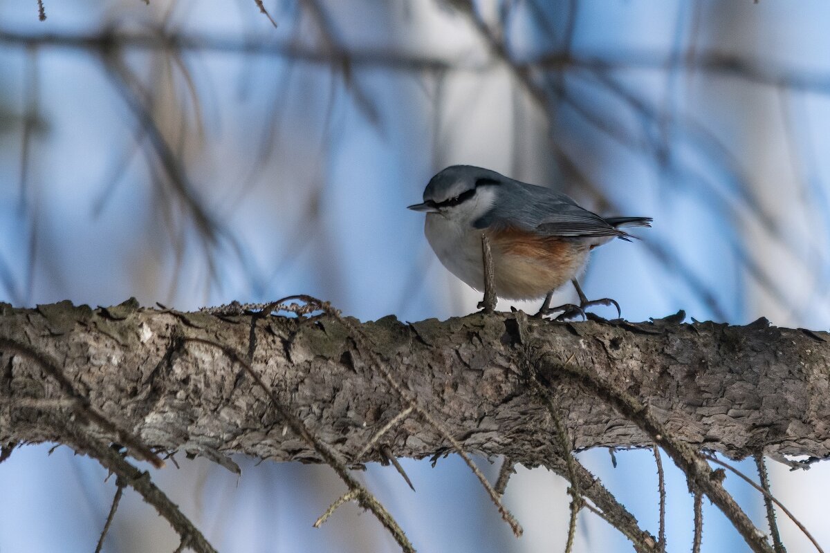 Поползень - Виктор Иванович Чернюк