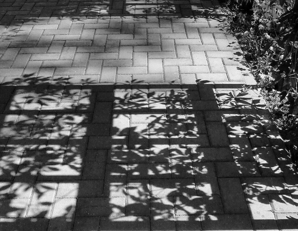 .. узорчатая тень клематисов.. - galalog galalog