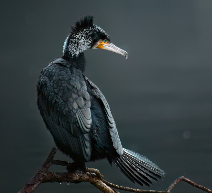 В чащах юга ... - Александр Плеханов