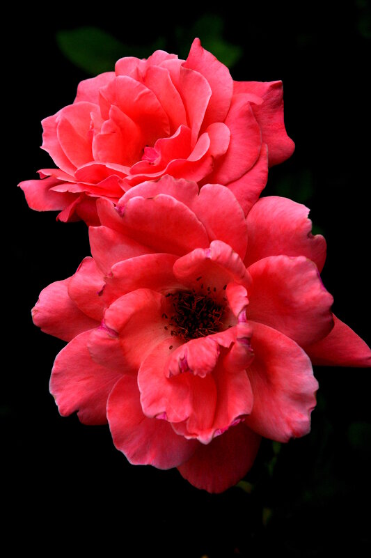 Цветение... - Анатолий Анищик