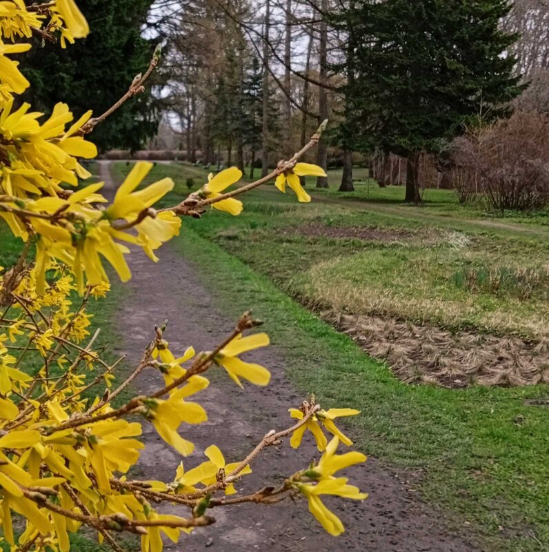 Форзиция тут как тут - Галина Бобкина