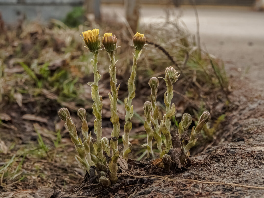 Проростают цветы сквозь асфальт. - Николай 