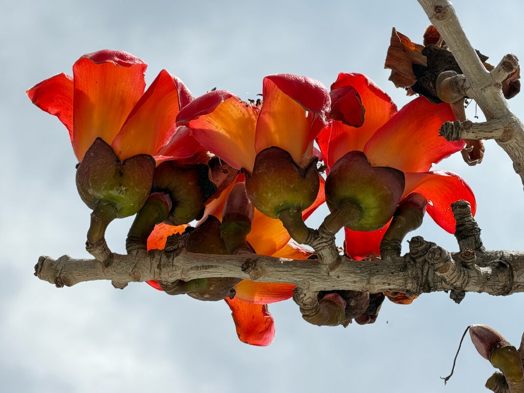 Бомбакс - Александр Деревяшкин