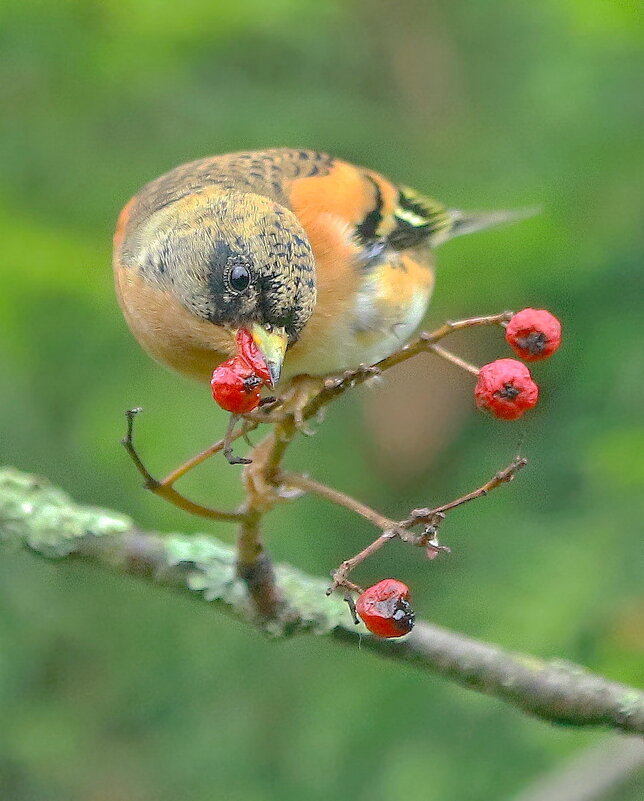 вкусняшка... - Andrey Bragin 
