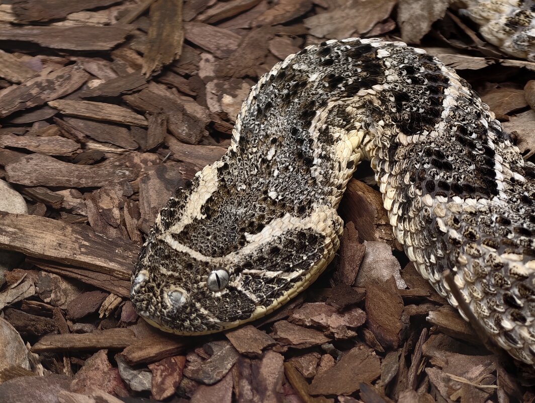 Шумящая гадюка - <<< Наташа >>>