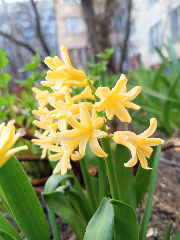 Гиацинт - Сапсан 