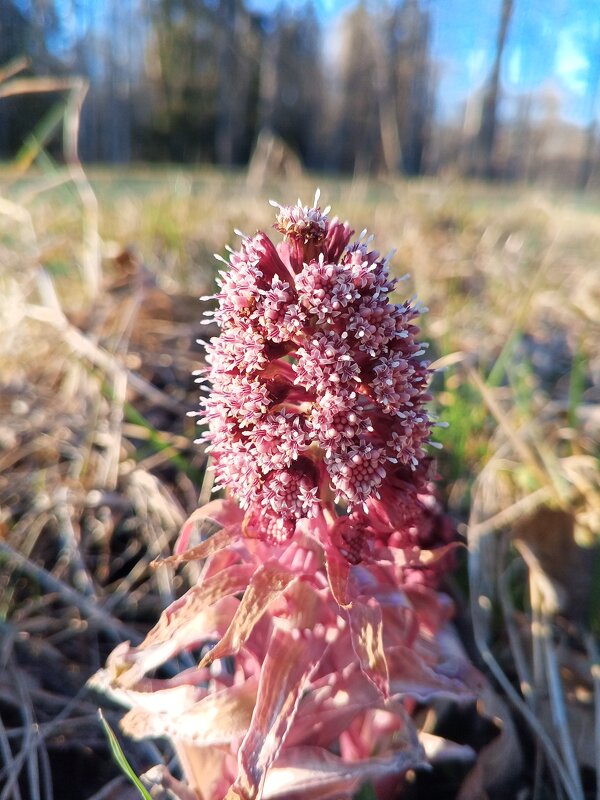 Белокопытник - Сапсан 