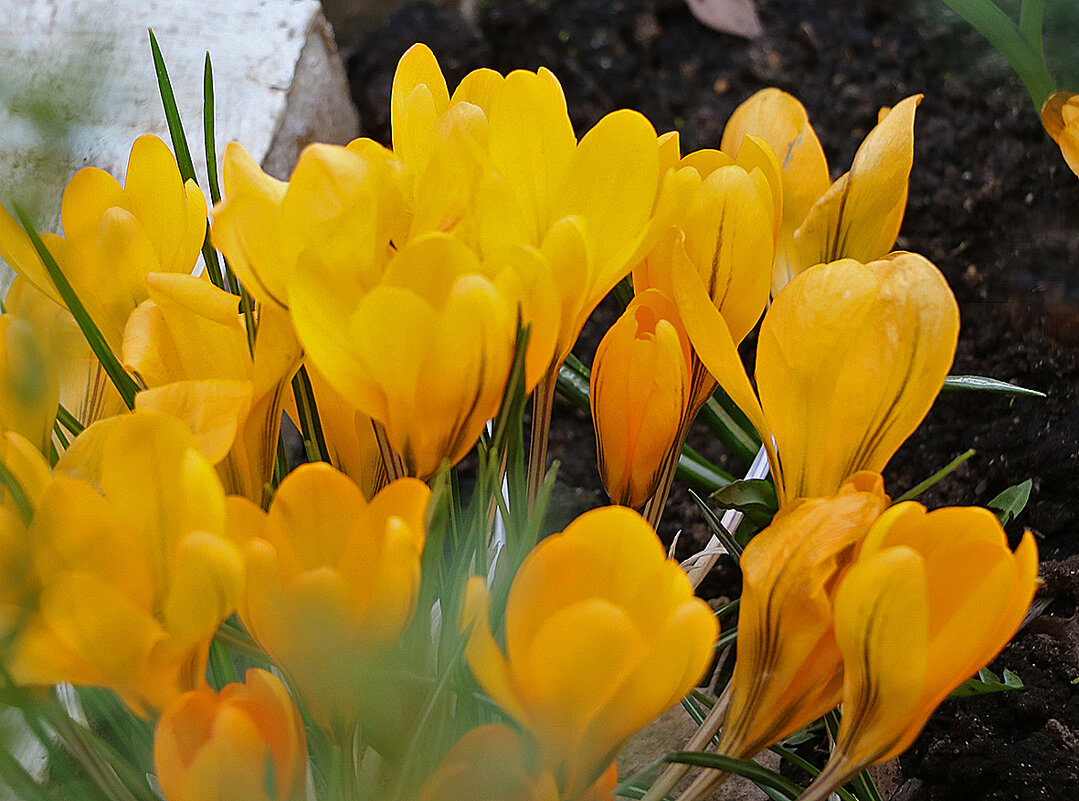 Костёр - Светлана 