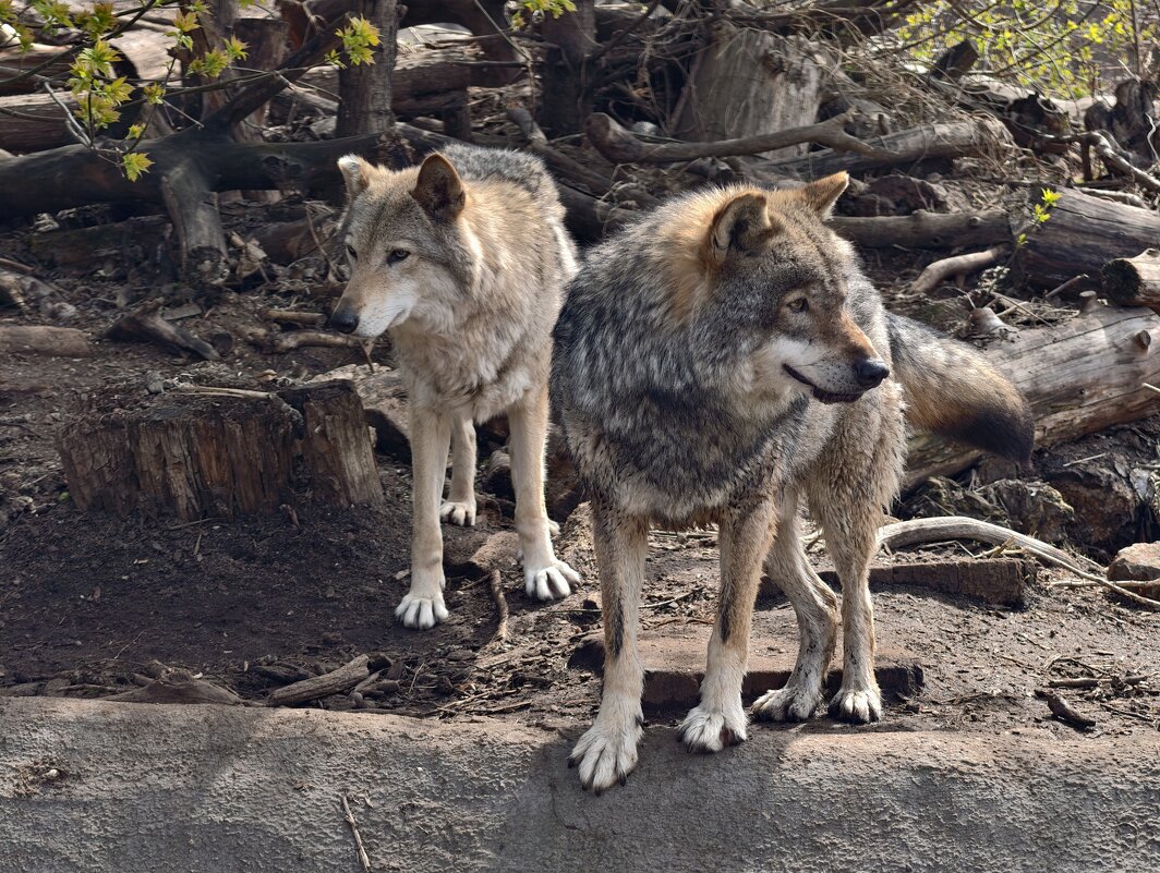 Волки - <<< Наташа >>>