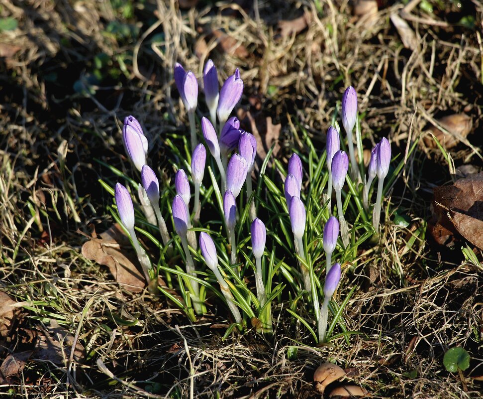 Крокусы - Наталья Герасимова Крокусы - Наталья Герасимова