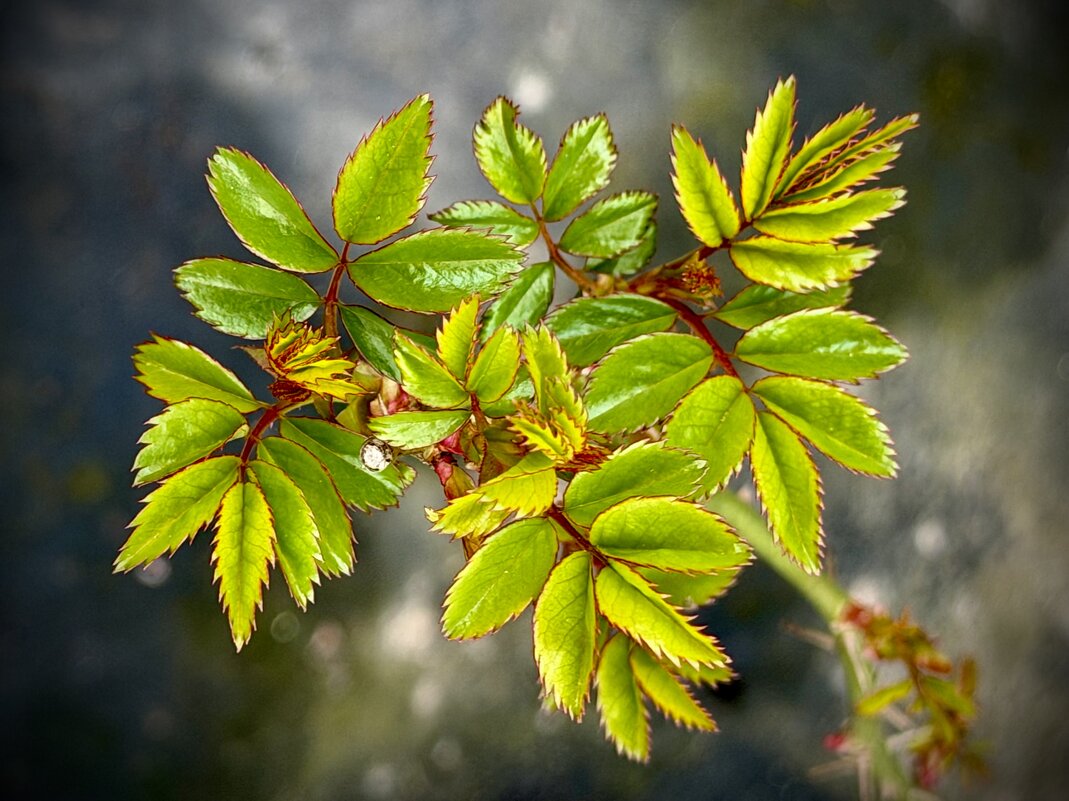 Розовые побеги. - Любовь 
