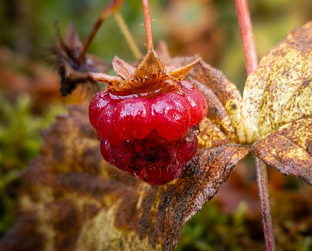 Ягода малины - Лилия 