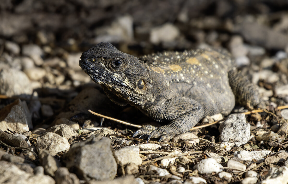 Стеллион. - Alexander Amromin