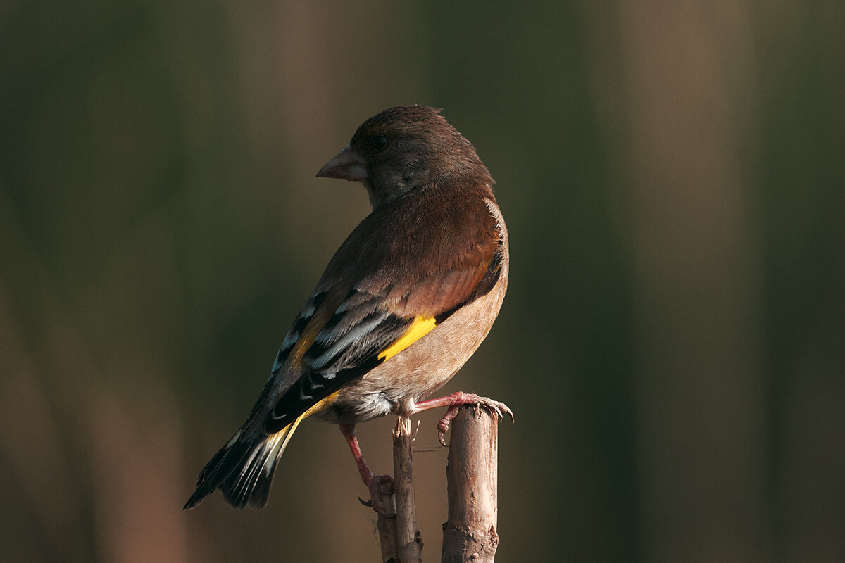 Китайская зеленушка - Yudong Liu