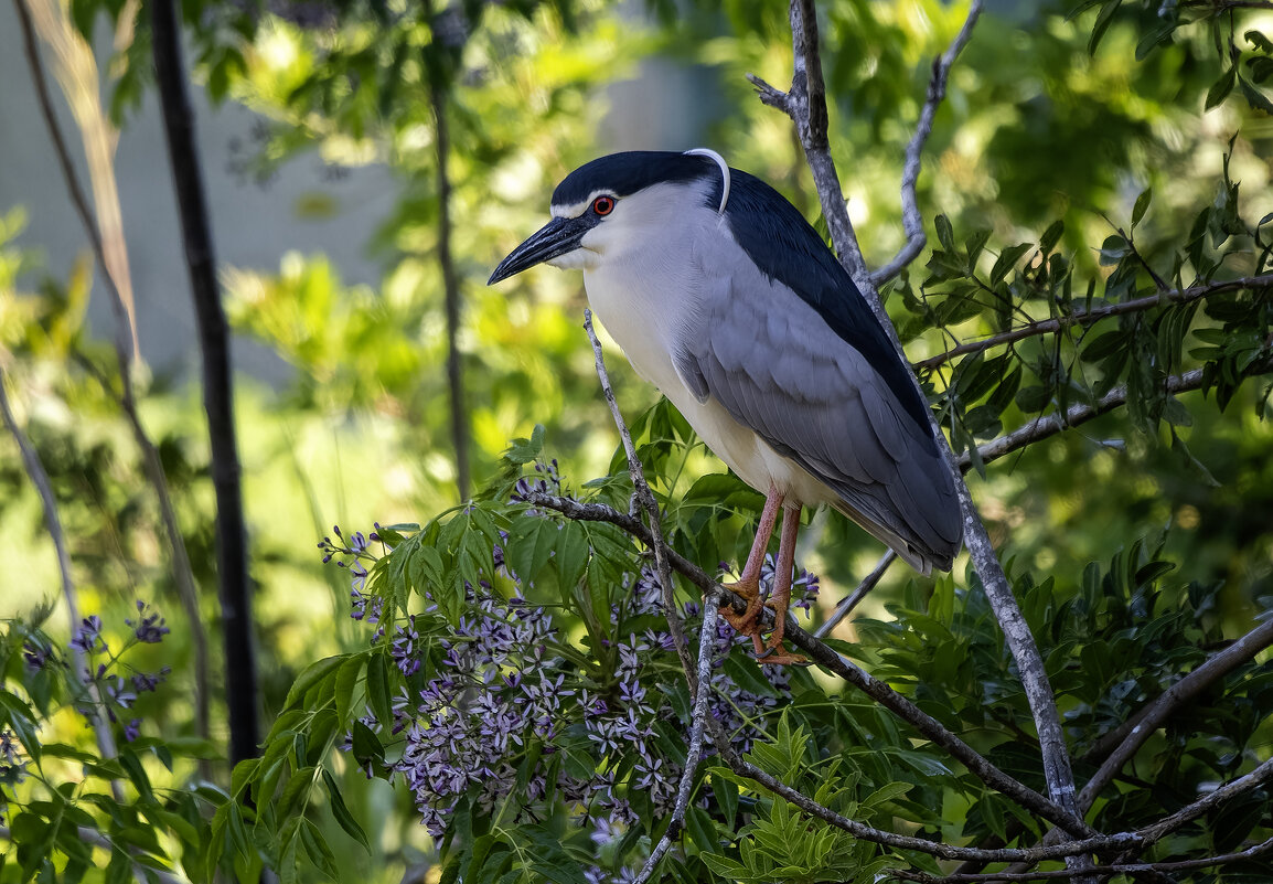 Кваква. - Alexander Amromin Кваква. - Alexander Amromin