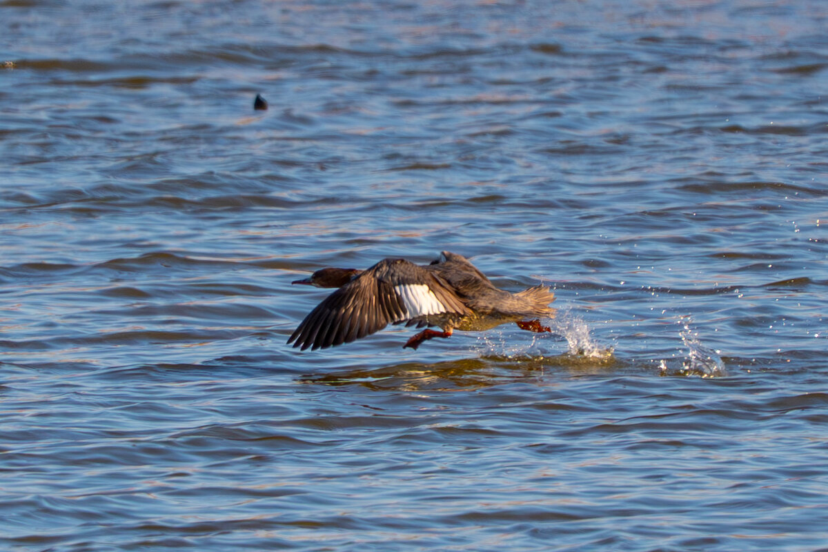 крохаль - Сергей Флетчер крохаль - Сергей Флетчер