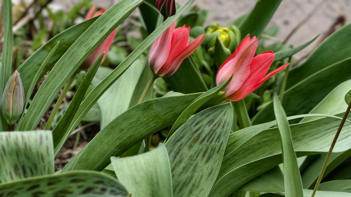 Весна в разгаре - Мариша Тим Весна в разгаре - Мариша Тим