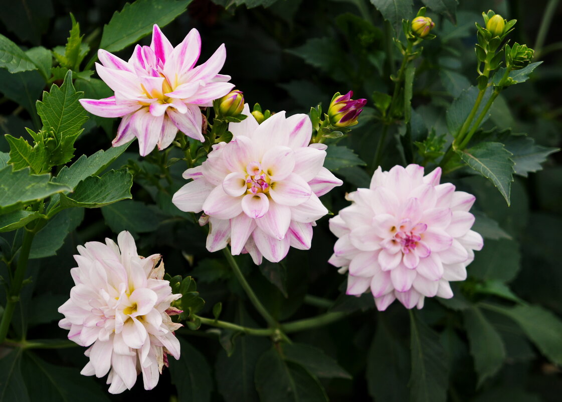 Цветы. - сергей ермошкин Цветы. - сергей ермошкин