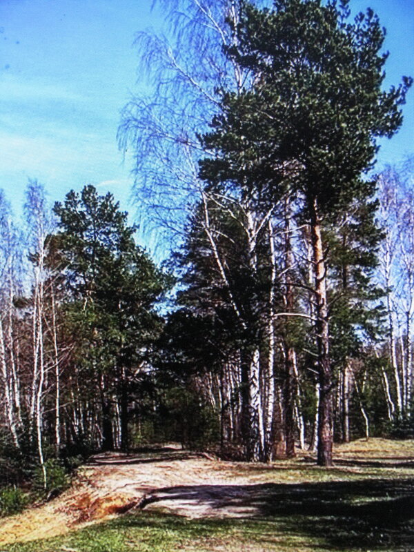 Апрельский лес - Людмила Смородинская
