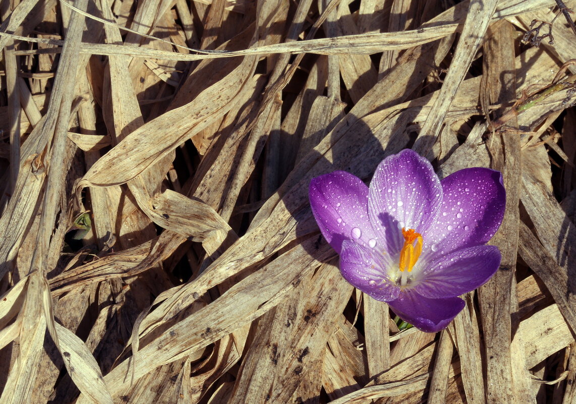 Музеон в марте - Михаил Бибичков Музеон в марте - Михаил Бибичков