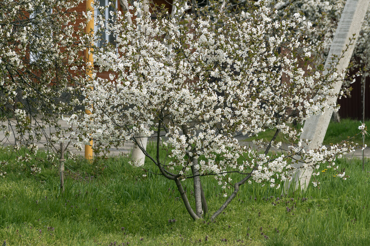 цветет вишня - Игорь Сикорский цветет вишня - Игорь Сикорский