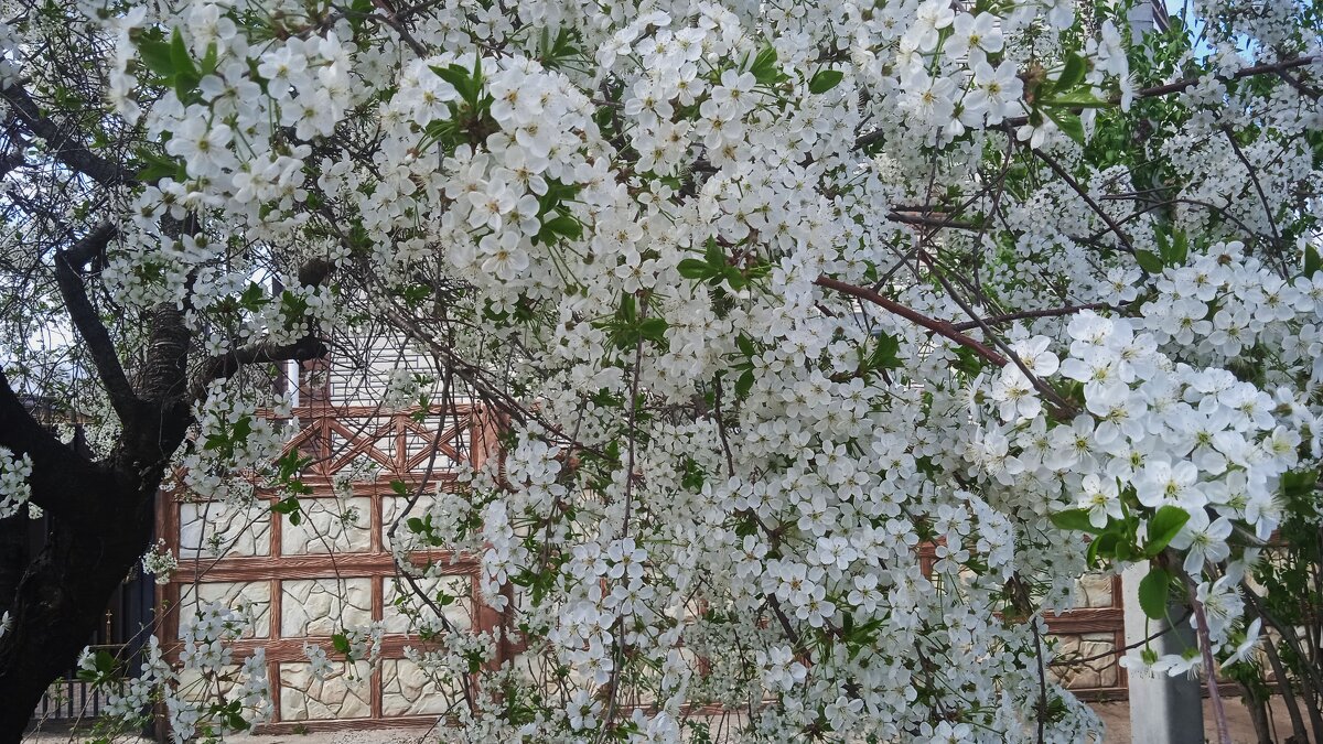Прошлогодний апрель был куда веселей - Елена Шаламова Прошлогодний апрель был куда веселей - Елена Шаламова