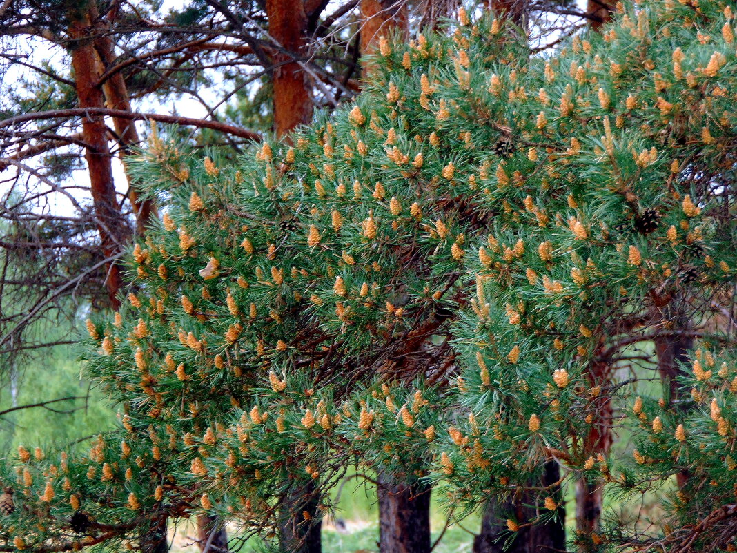 Весна и сосна. - nadyasilyuk Вознюк