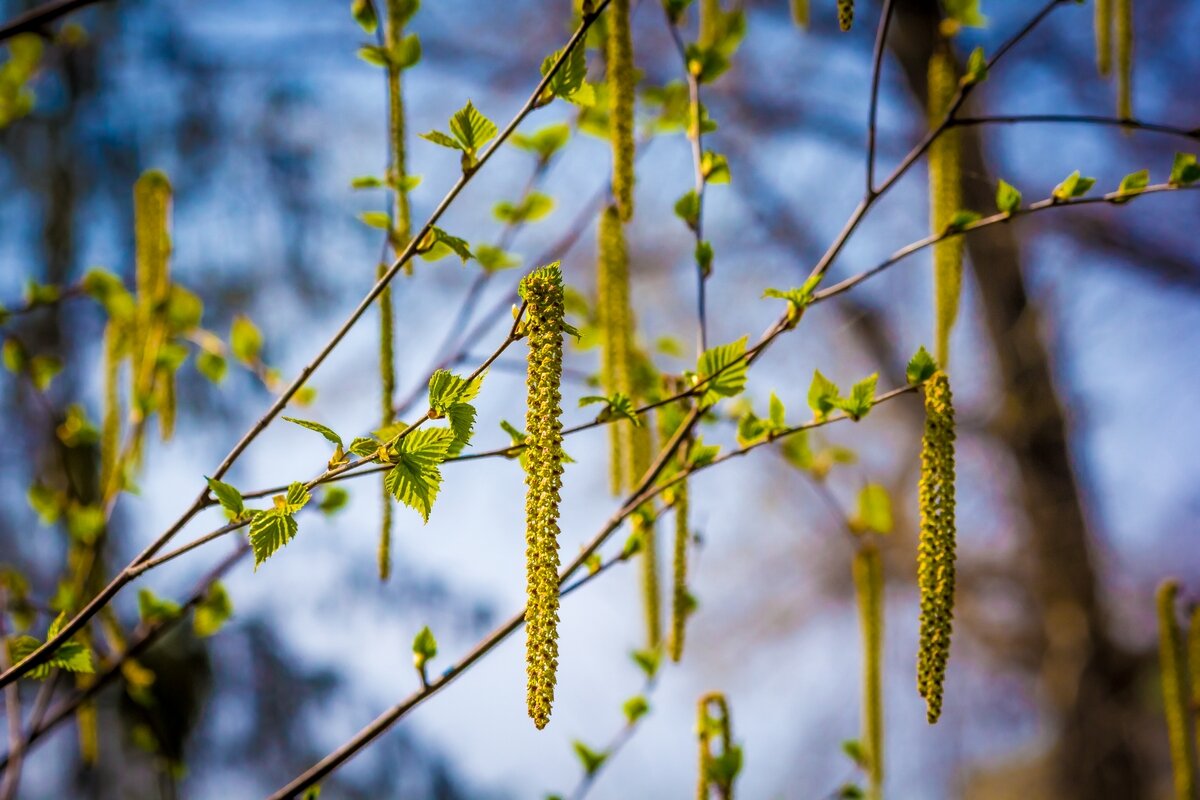 Прекрасные мгновения весны ... - Ravile 
