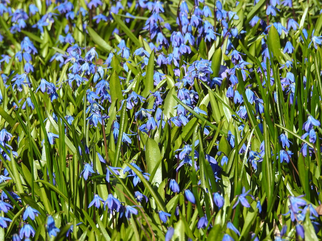 весенние зарисовки - ИННА ПОРОХОВА