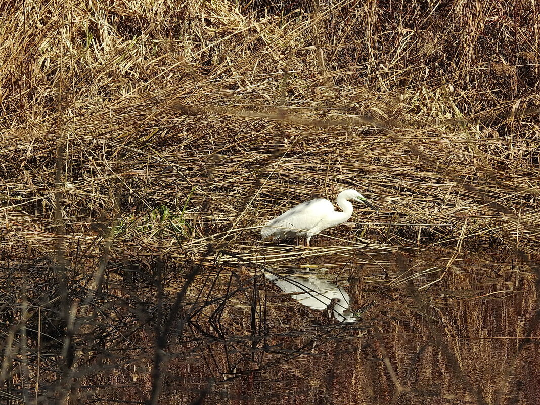 весенние зарисовки - ИННА ПОРОХОВА