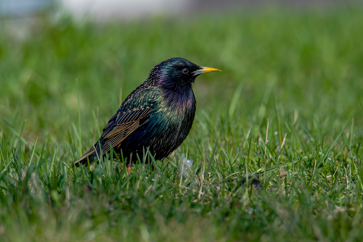 Позирую,снимай скорее... - Sergey (Apg)