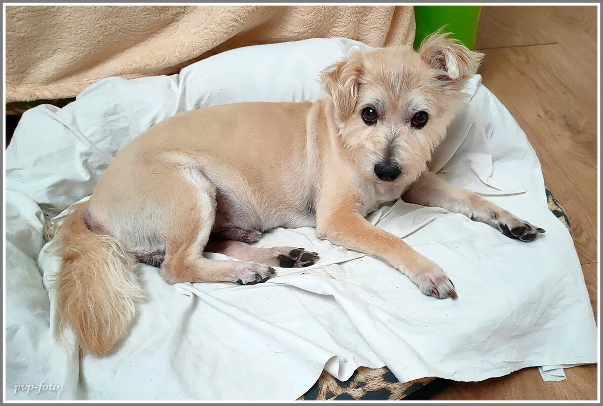 Тимошка после стрижки. - Владимир Попов Тимошка после стрижки. - Владимир Попов