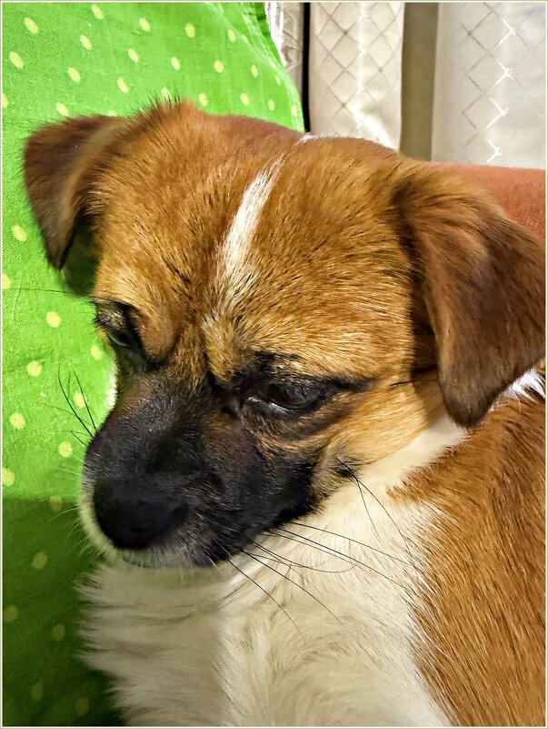 Задумчивый малыш. - Валерия Комова Задумчивый малыш. - Валерия Комова