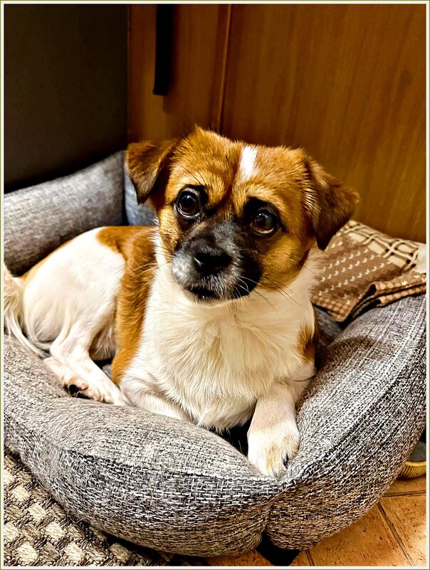 Яшенька. - Валерия Комова