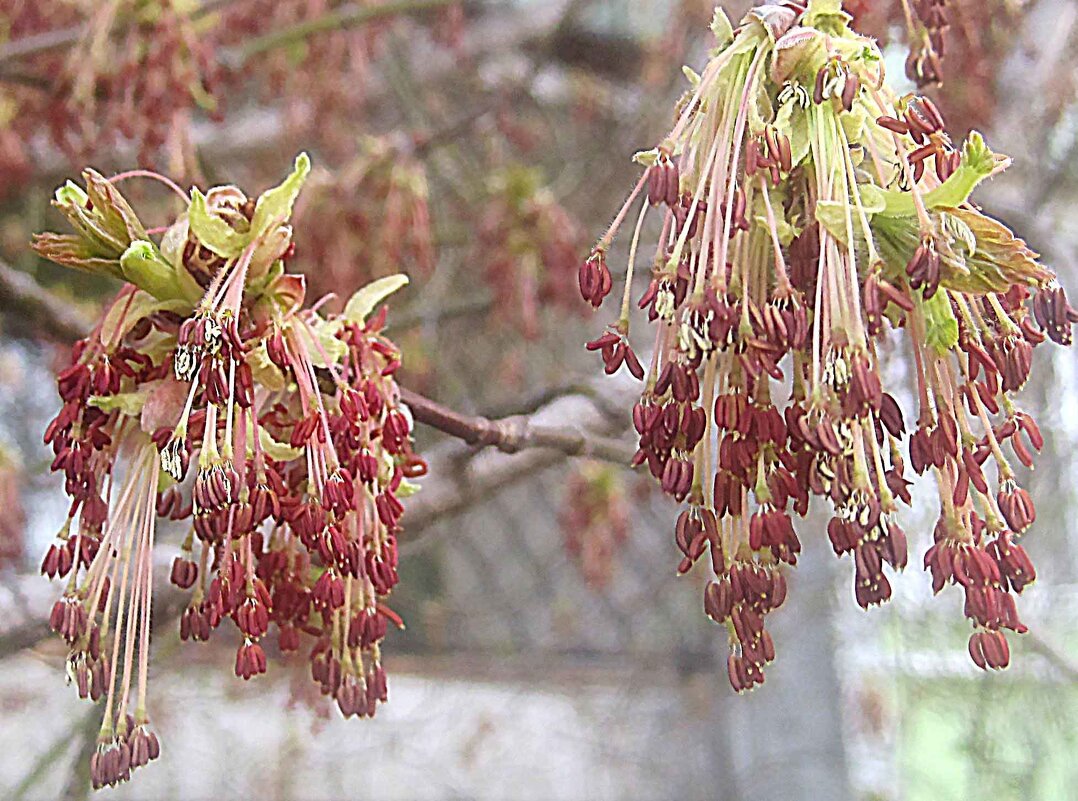 Весеннее - Елена Семигина