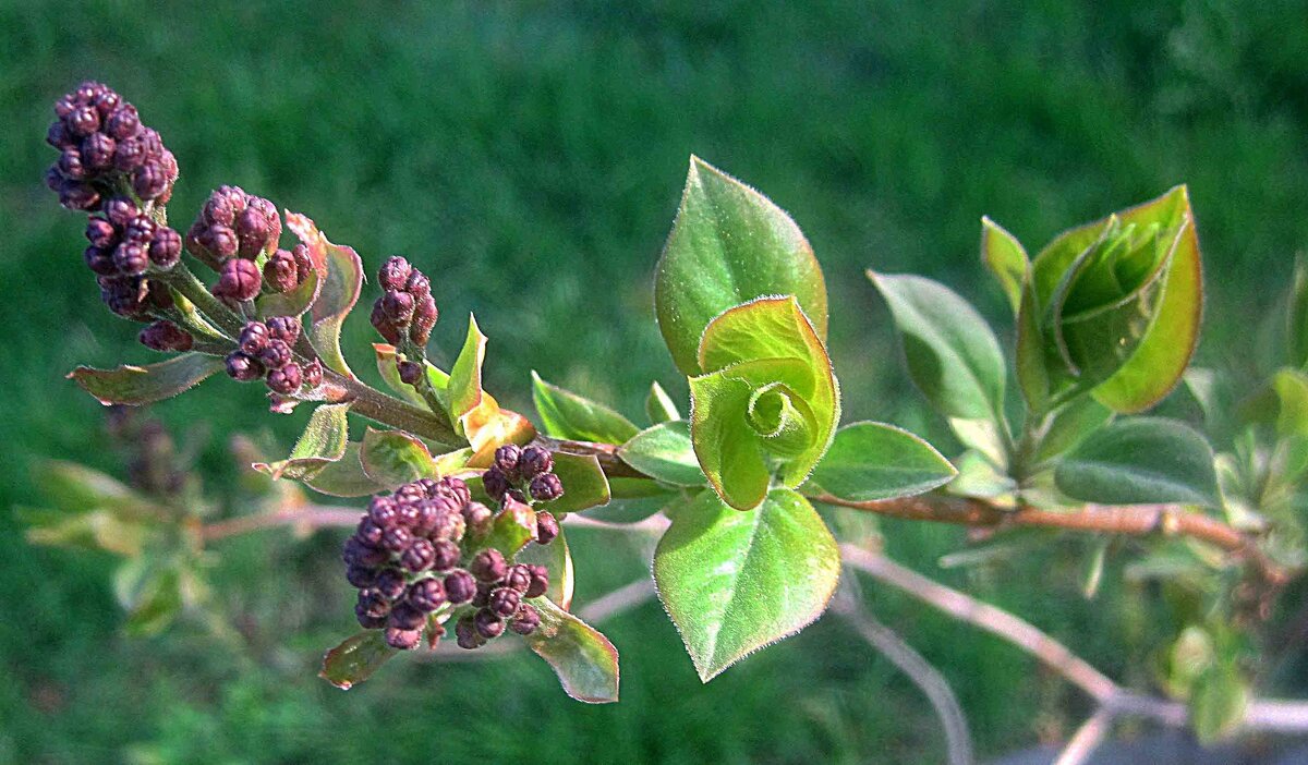 Весеннее - Елена Семигина