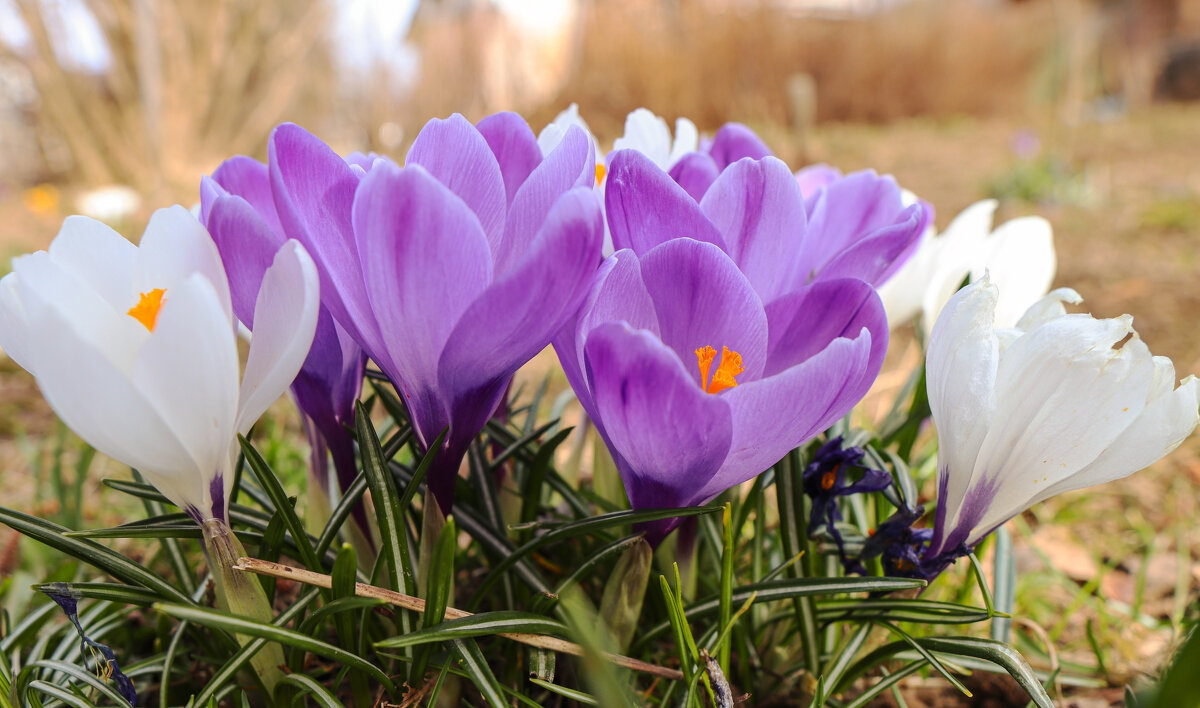 Крокусы - skijumper Иванов