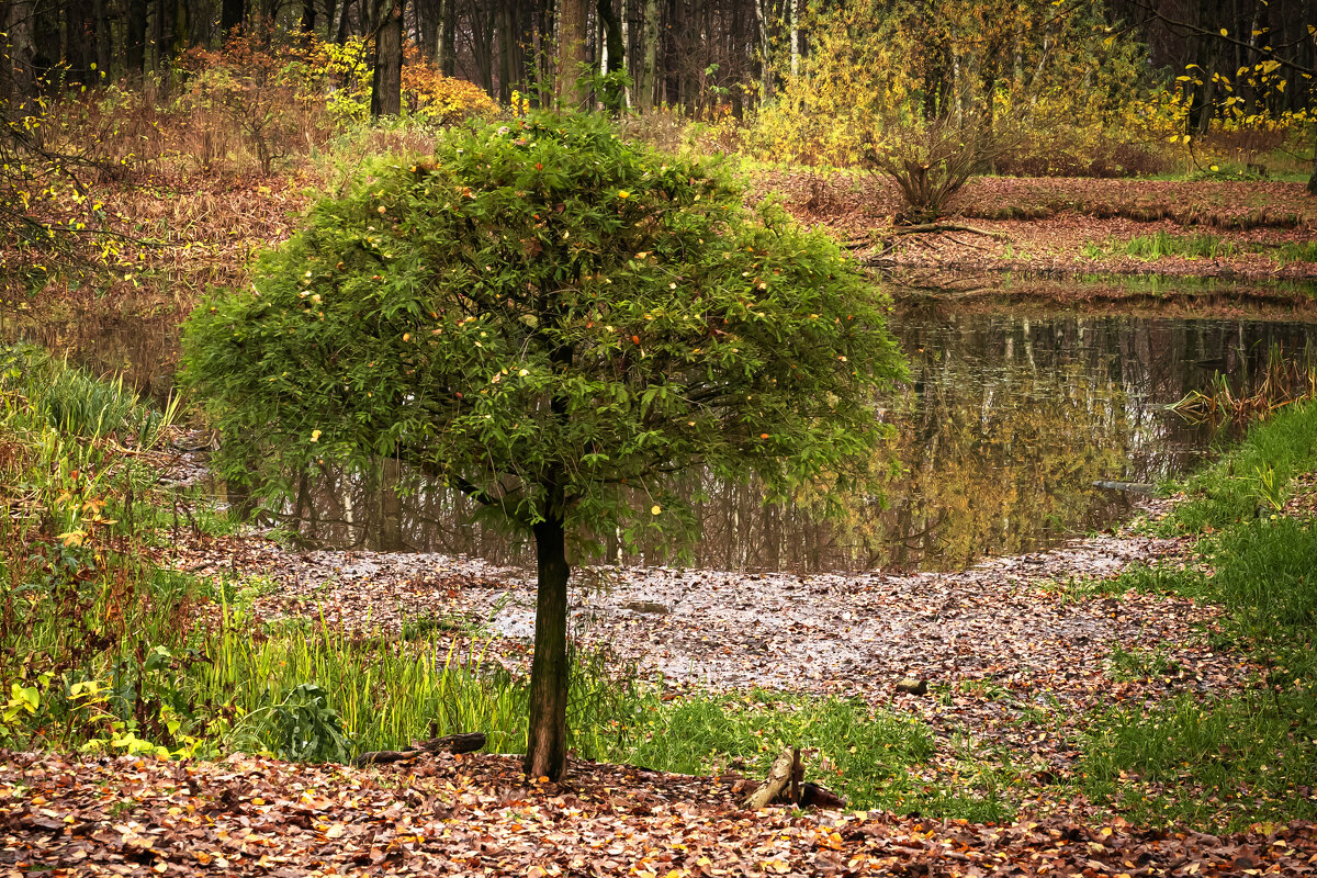 Деревце - Валерий Пославский