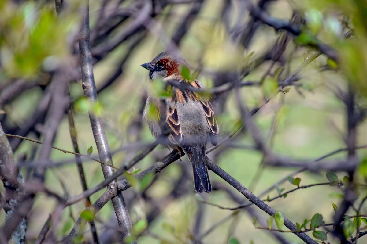 Воробей среди ветвей - Олег Воробей среди ветвей - Олег