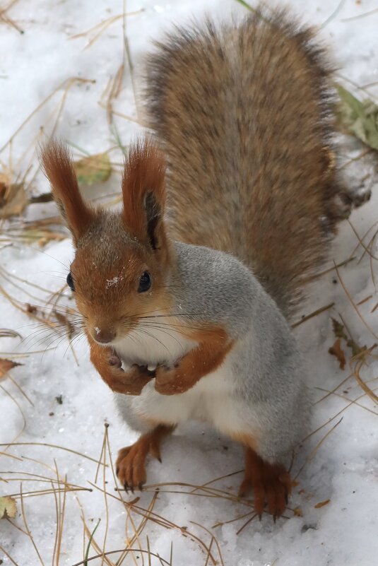 В зимней шубке - Галина Козлова 