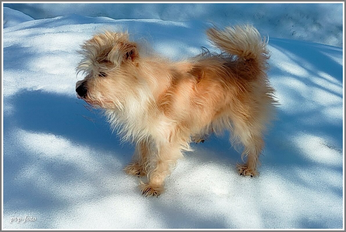 Тимоша. - Владимир Попов