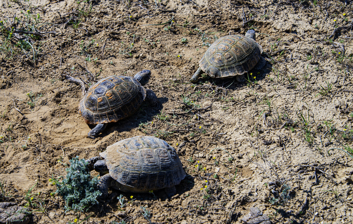 Собрание окончено - Анатолий Чикчирный