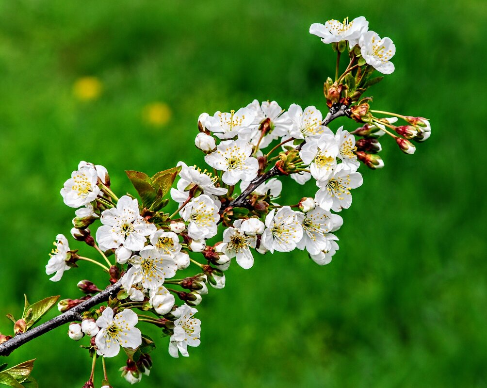 Весеннее. - Владимир 