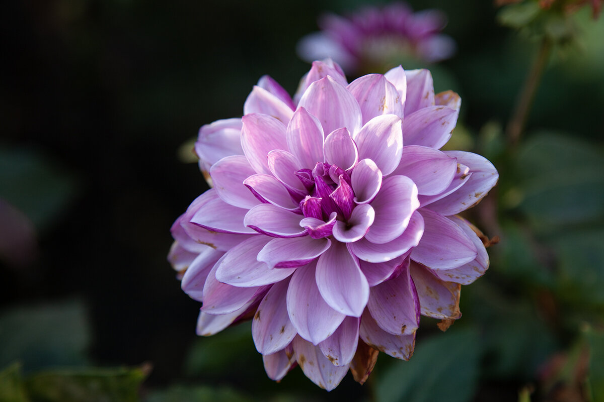 Красавец осенний. - Лилия * Красавец осенний. - Лилия *