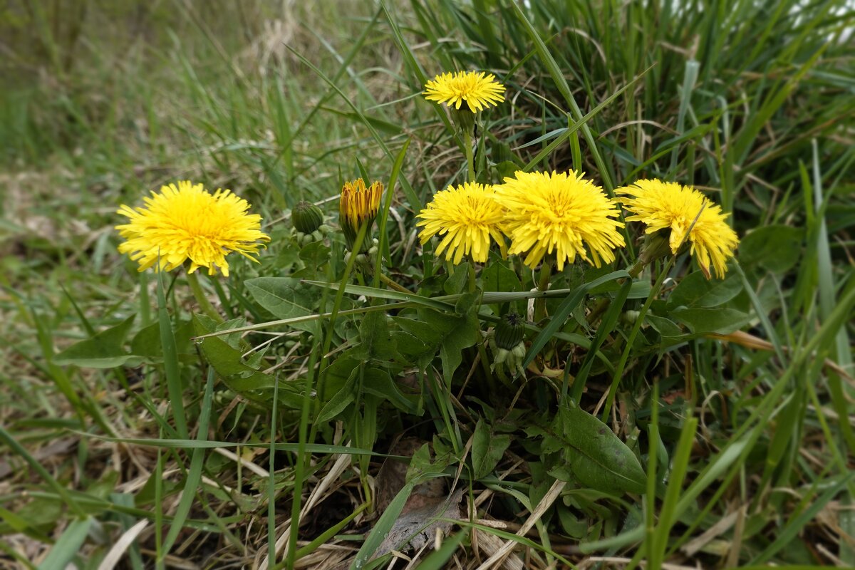Одуванчик, солнечный цветок, Улыбается медовою улыбкой -... - Галина 