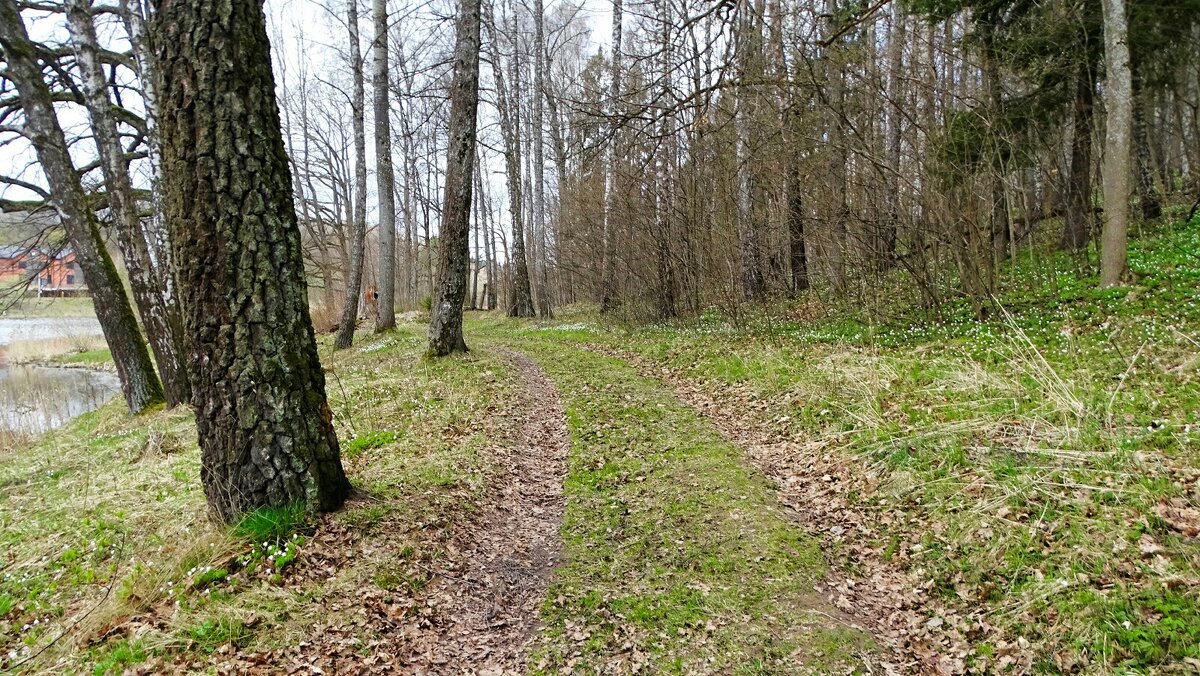 Весенний лес - Милешкин Владимир Алексеевич 