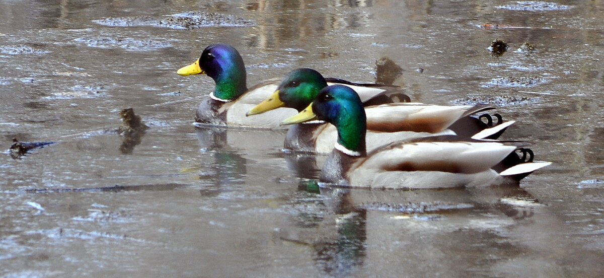 Каждому свое..... - Анатолий Анищик Каждому свое..... - Анатолий Анищик